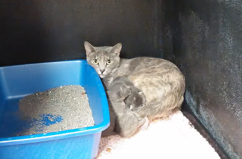 MORE CATS RESCUED FROM MORNINGSIDE HOME - KSCJ 1360