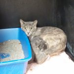 cats rescued 2