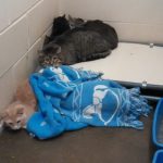 cats rescued