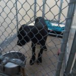 DOG IN SHELTER 2