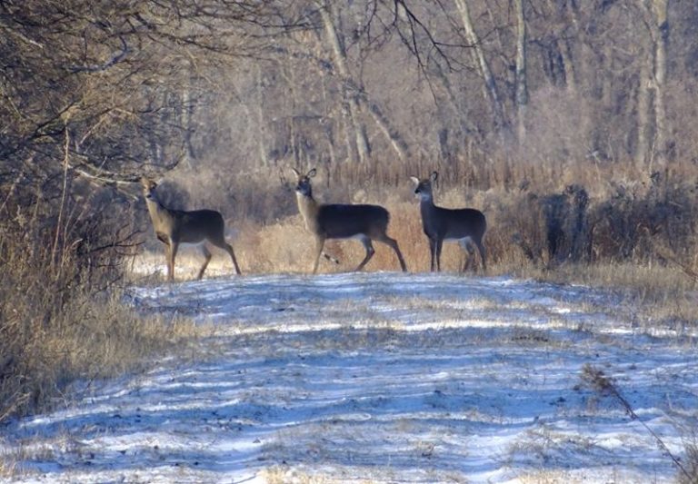 IOWA SHOTGUN DEER SEASON STARTS SATURDAY KSCJ 1360