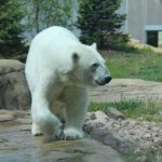 KC Zoo polar bear