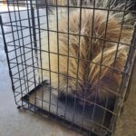 porcupine caught