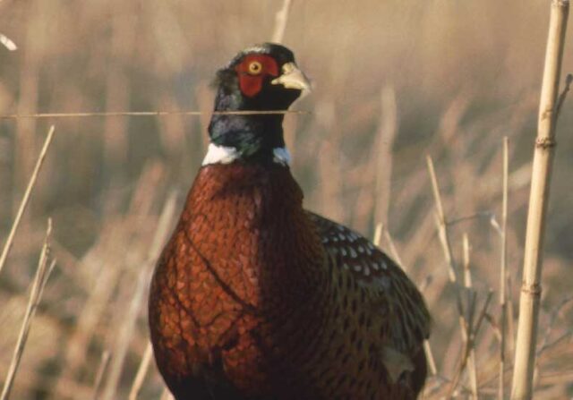 pheasant_rogerhill_02