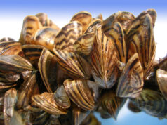 ZEBRA MUSSELS A PROBLEM AT GAVINS POINT DAM