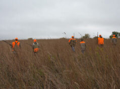 PHEASANT HUNTING IN IOWA BEGINS THIS WEEKEND