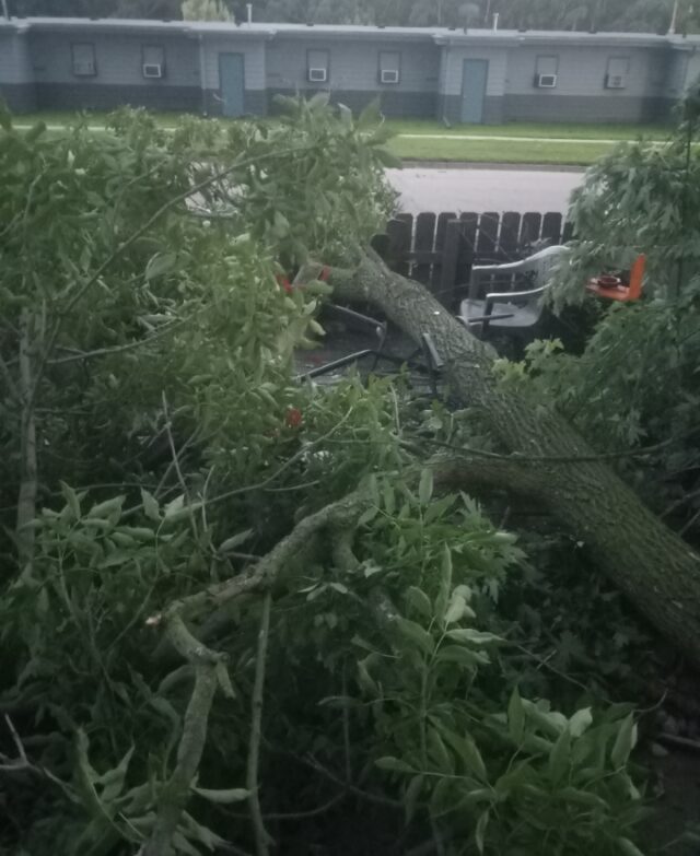 tree fallen 2