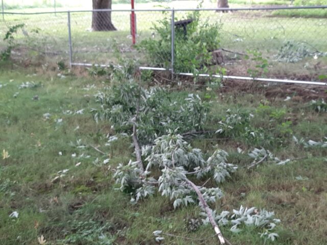 tree limbs 2