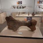 Dinosaur bone