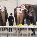 elephants & handlers