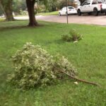 branches down