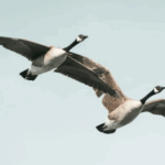 Geese Iowa DNR photo