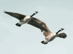 BIRD FLU FOUND IN GEESE AT SOUTHWEST IOWA LAKES