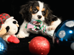 BOWEN IS THIS YEAR’S LITTLE YELLOW DOG