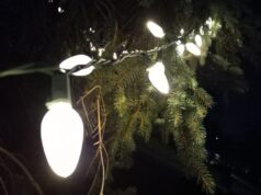 Snowstorms put Iowa Christmas tree farmers out on a limb