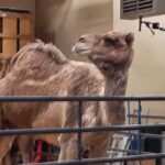 camel