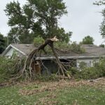 Salix Tree on House 1