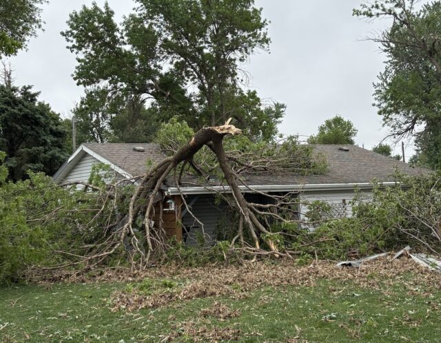 Salix Tree on House 1