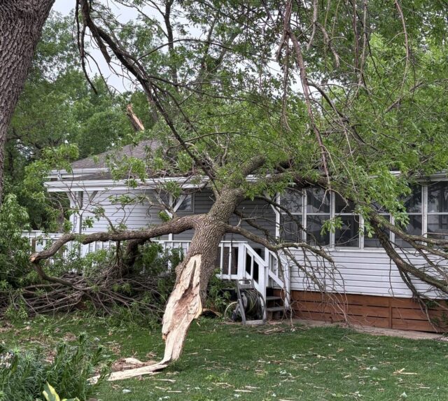 Salix Tree on House 2