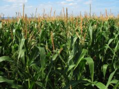 Iowa farmers call for renewal of US trade deal with Canada and Mexico