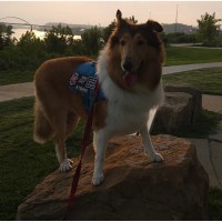 collie