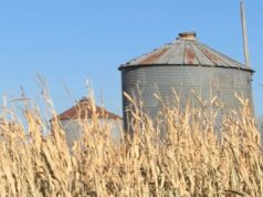 Report rates 19% of large and mid-sized Iowa farming operations financially vulnerable