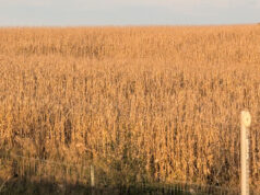 Iowa soybean harvest tops halfway mark, corn at 26%
